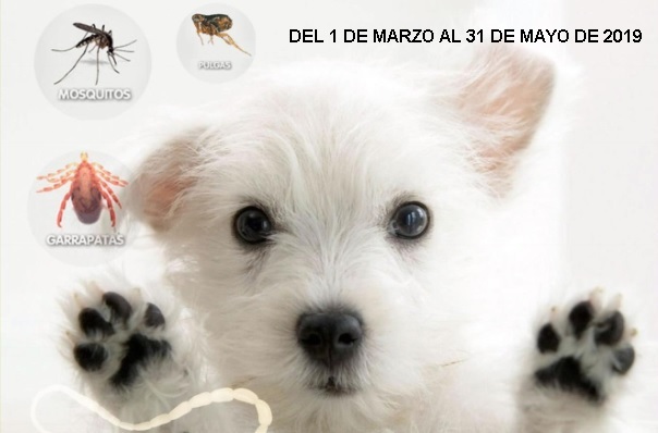 Campaña de desaparasitación externa en la Clínica Veterinaria Nueva Segovia