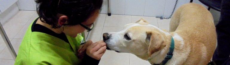 Todo tipo de servicios veterinarios en la Clínica Veterinaria Nueva Segovia