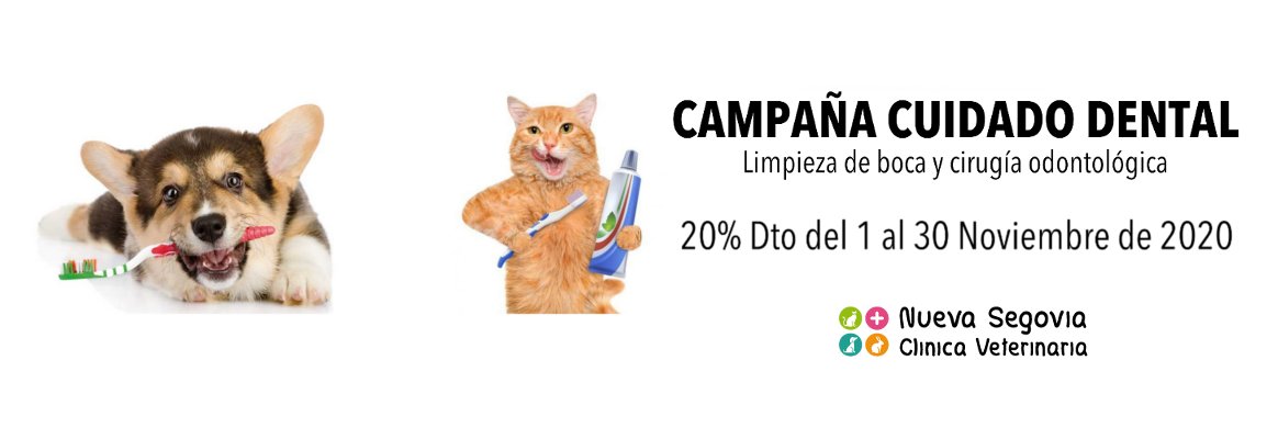 Campaña dental noviembre 2020 Clínica Veterinaria Nueva Segovia