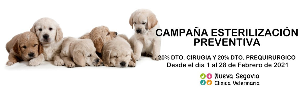 Clínica Veterinaria Nueva Segovia campaña esterilización preventiva 2021