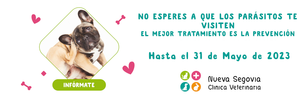 Veterinaria Nueva Segovia campaña de prevención de parásitos externos 2023
