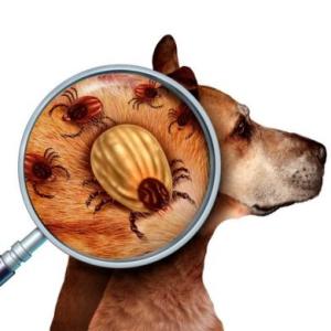 Ehrlichiosis y anaplasma canino