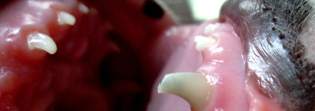 Servicios de odontología en la Clínica Veterinaria Nueva Segovia