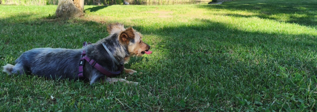 La prevención es esencial en la Clínica Veterinaria Nueva Segovia