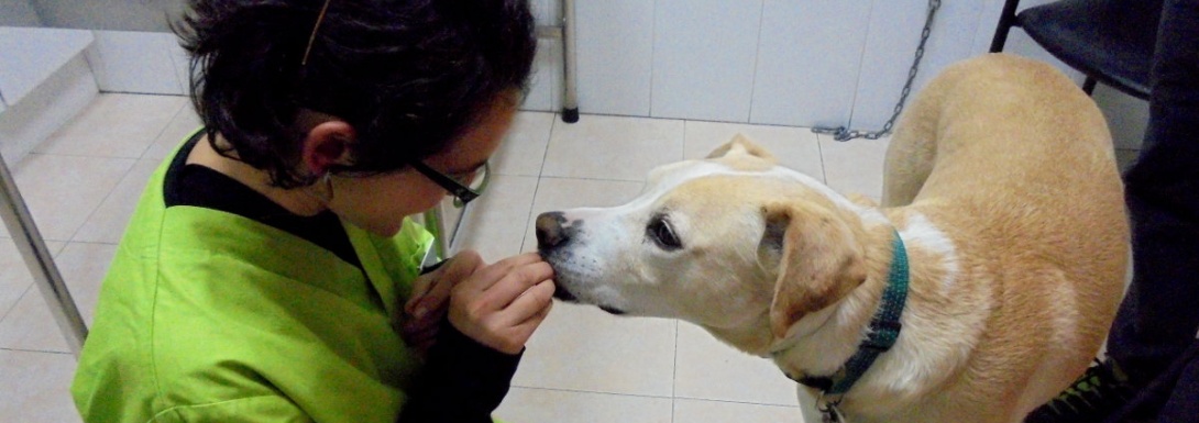 Todo tipo de servicios veterinarios en la Clínica Veterinaria Nueva Segovia