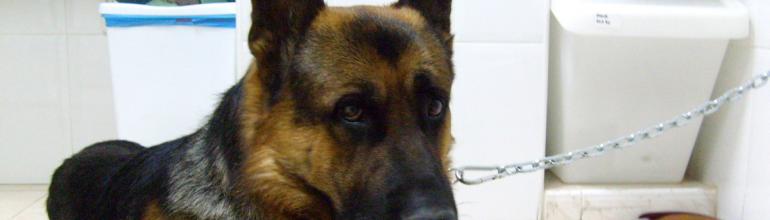 Servicios de educación canina y comportamiento en la Clínica Veterinaria Nueva Segovia