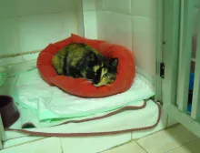 Chequeo geriátrico en la Clínica Veterinaria Nueva Segovia