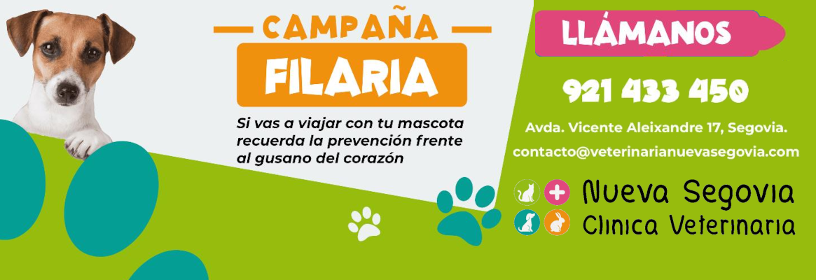 Campaña Filaria verano 2022 en Clínica Veterinaria Nueva Segovia