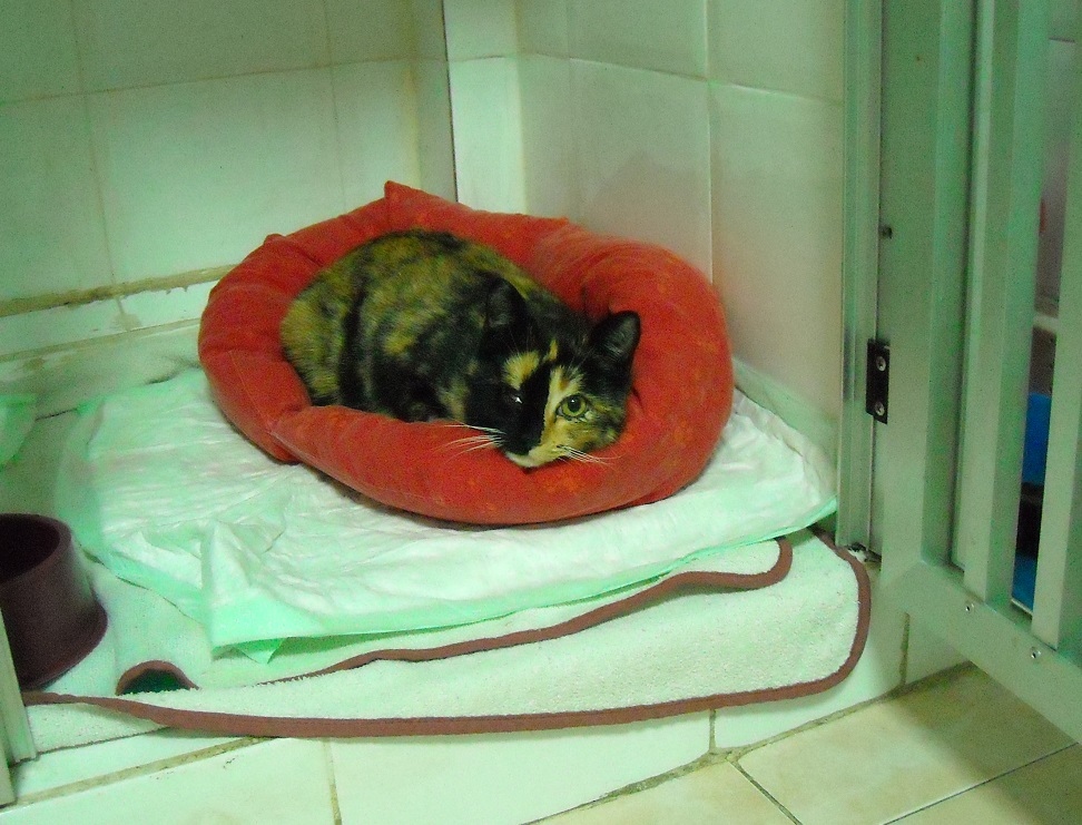 Chequeo geriátrico en la Clínica Veterinaria Nueva Segovia
